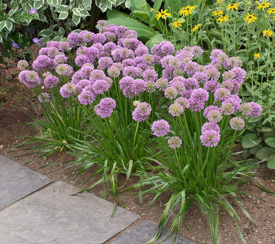 Allium Allium