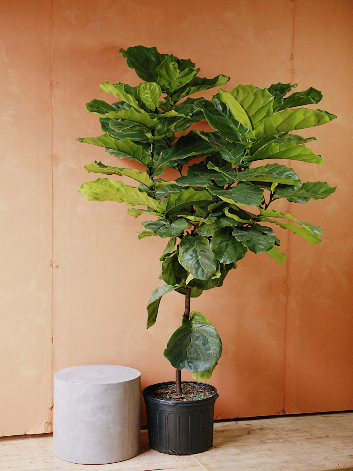 Fiddle Leaf Fig Fiddle Leaf Fig
