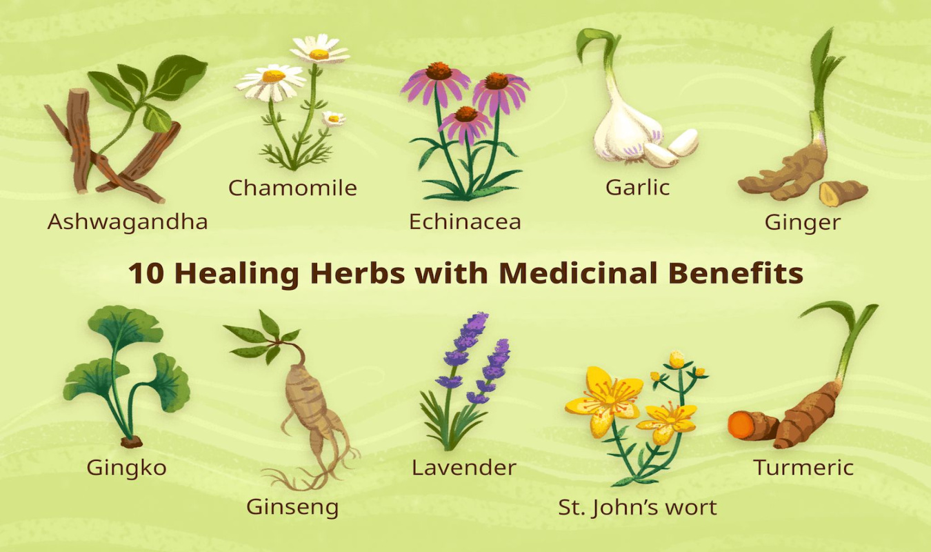 Healing Herbs with Medicinal Benefits Healing Herbs with Medicinal Benefits