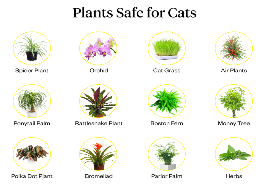 Houseplants That Are Safe For Cats Houseplants That Are Safe For Cats