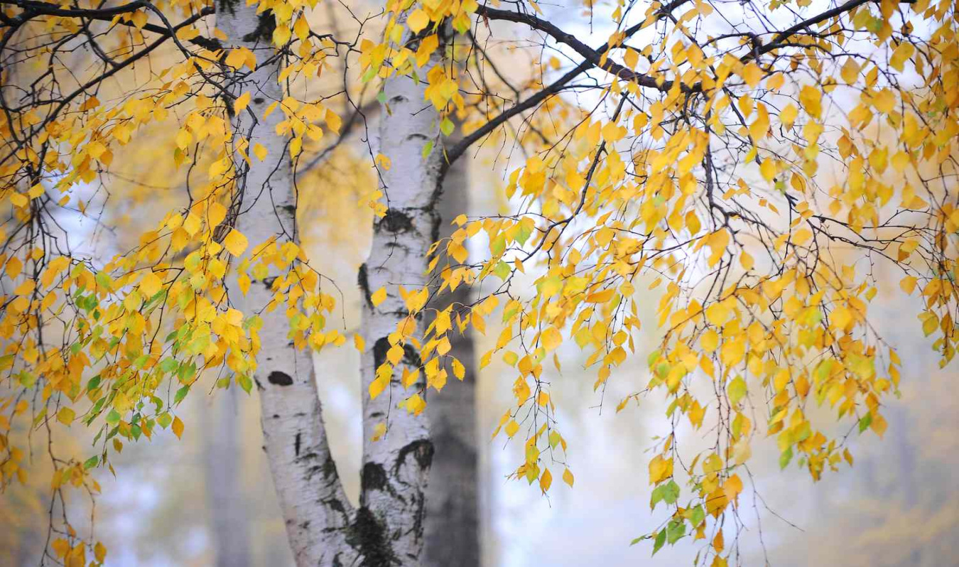 How to Grow and Care for Silver Birch How to Grow and Care for Silver Birch