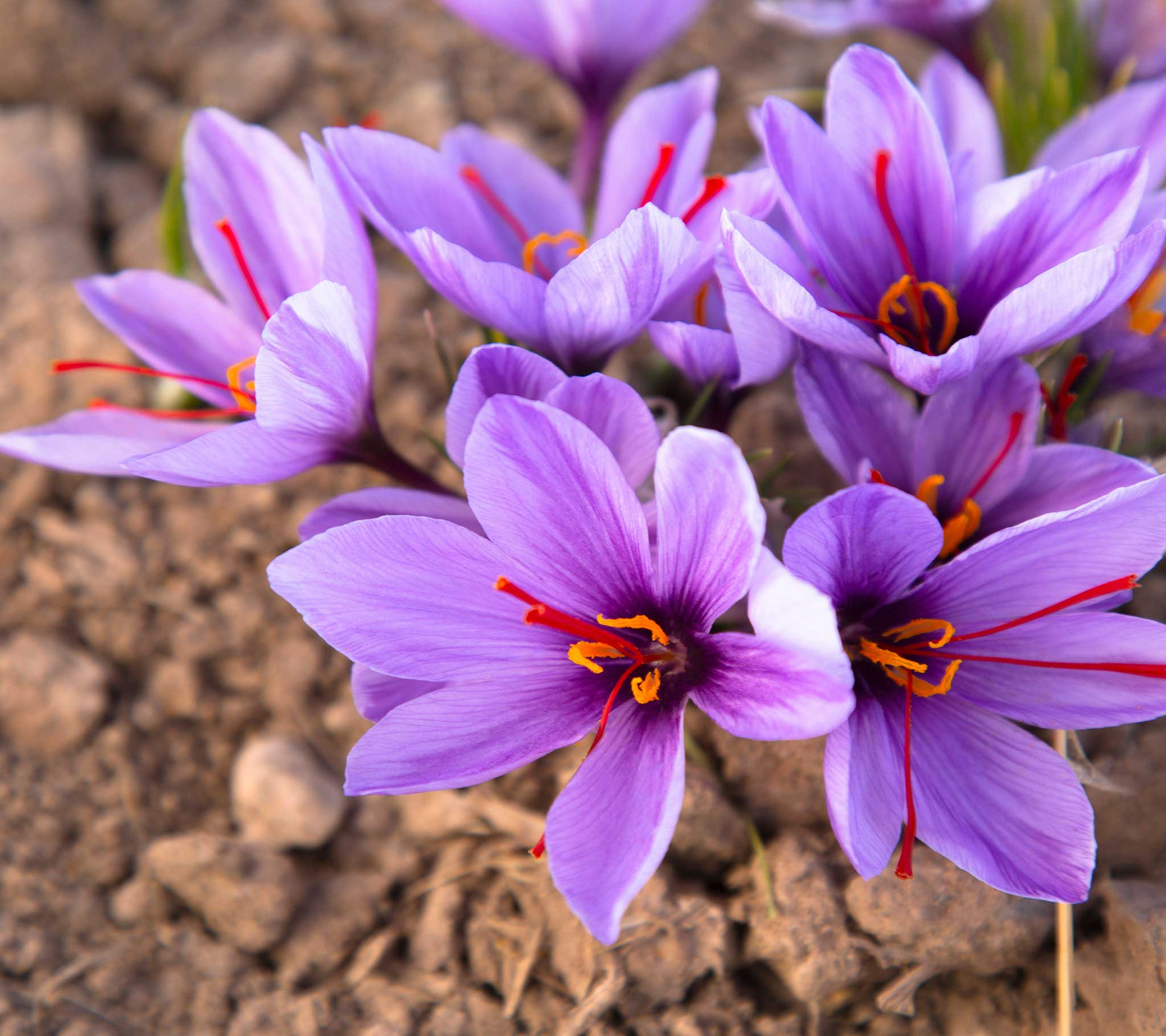How to Plant Saffron Crocus Bulbs - Eden Brothers Planting Guides How to Plant Saffron Crocus Bulbs - Eden Brothers Planting Guides