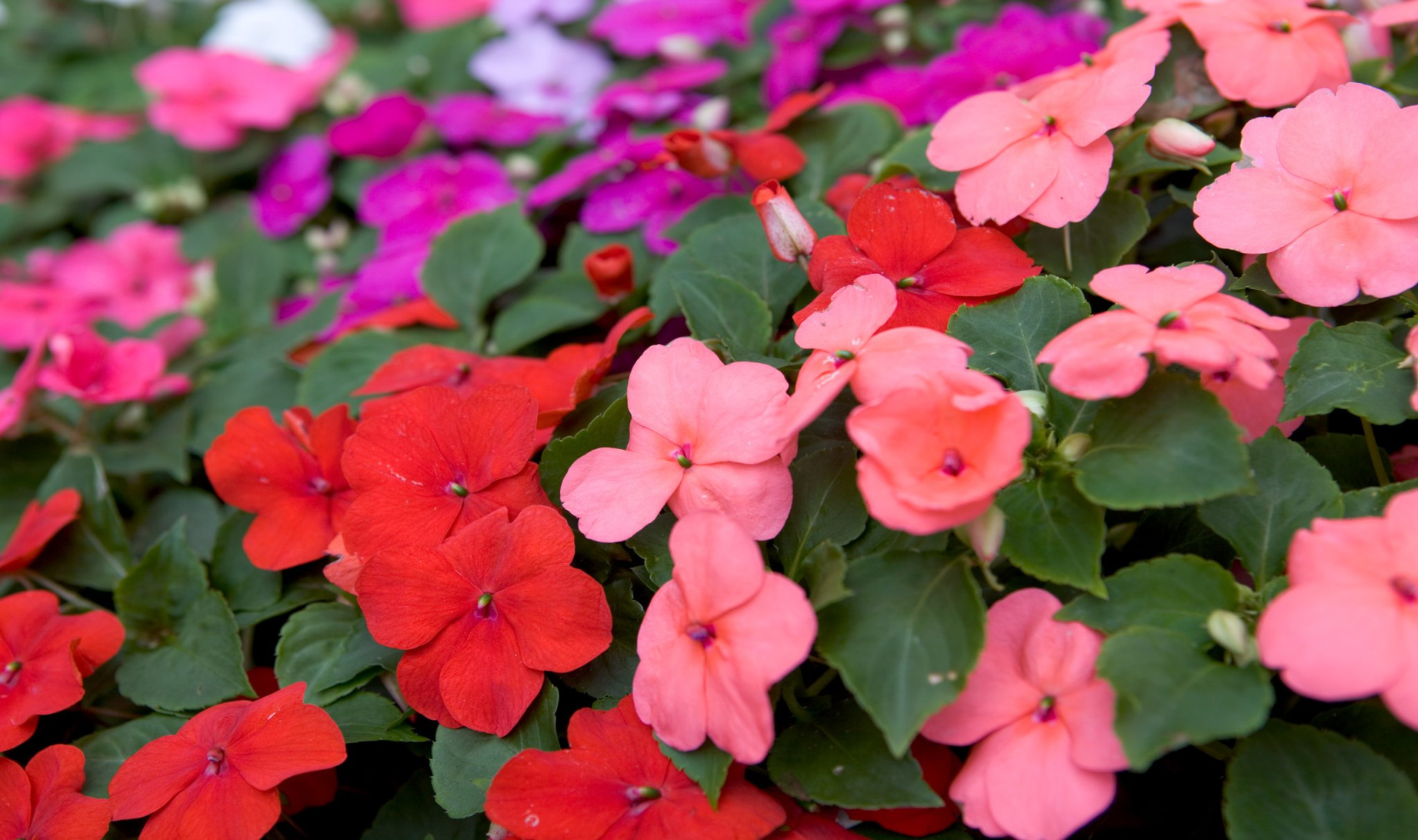 Impatiens: Plant, Grow and Care For Busy Lizzies BBC Gardeners Impatiens: Plant, Grow and Care For Busy Lizzies BBC Gardeners