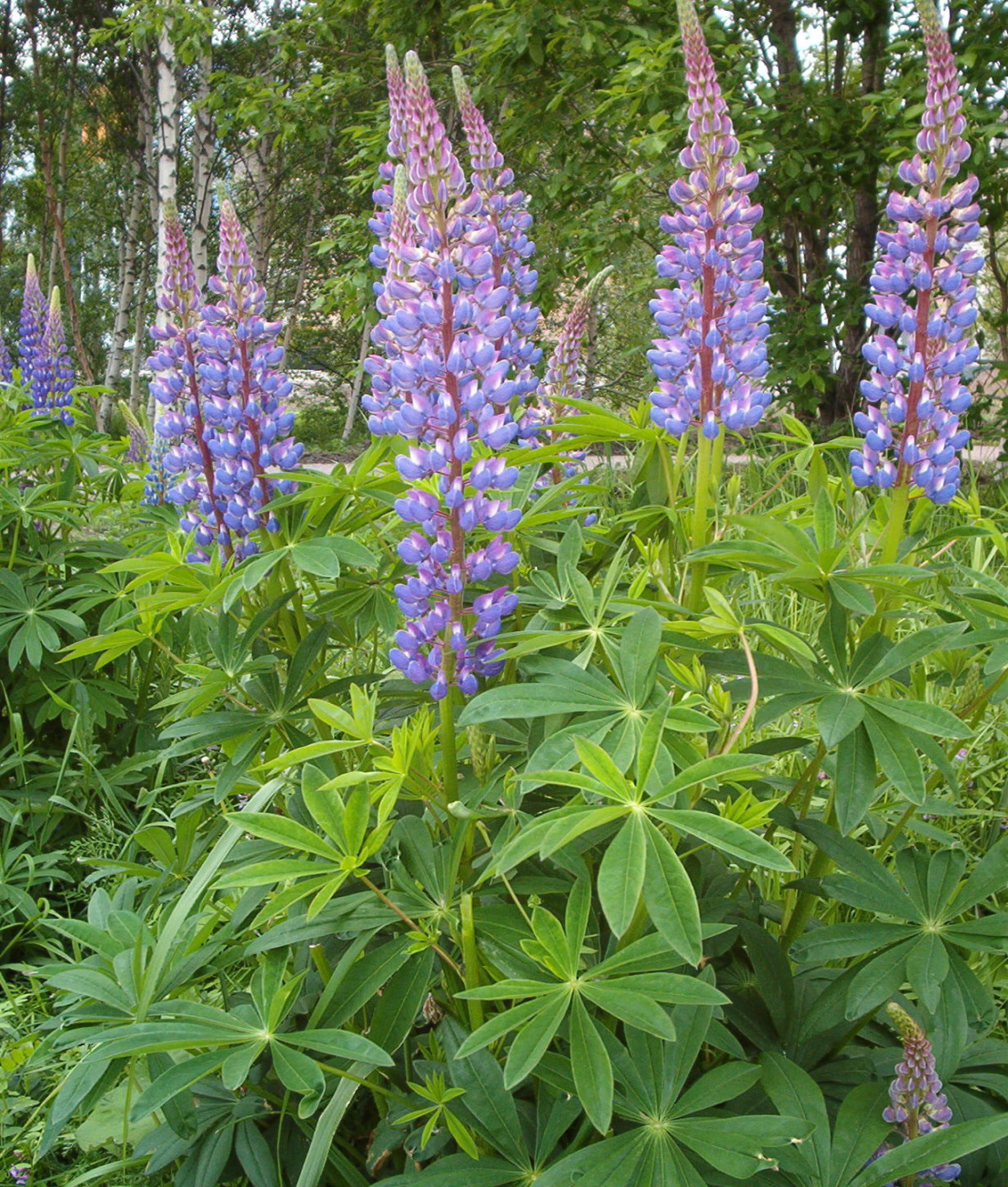 Lupinus polyphyllus - Wikipedia Lupinus polyphyllus - Wikipedia