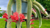 Amazon.com : Monkey Tail Plant, Monkey Tail Cactus,