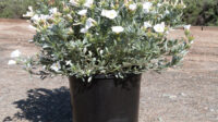 Convolvulus cneorum - T-Y Nursery