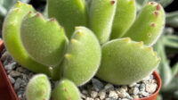 Growing Bear Paw Succulent Care Guide Planet Desert