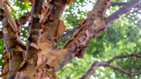 How to Grow and Care for a Paperbark Maple Tree