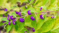 How To Grow and Care For Beautyberry