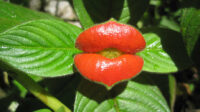 How to Grow and Care for Hot Lips Plant - World of Flowering Plants