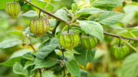 How to Grow Cape Gooseberry BBC Gardeners World Magazine