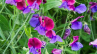 Sweet Pea 'Cupani's Original' (Lathyrus odoratus)
