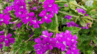 Verbena Homestead Purple Greenwood Nursery